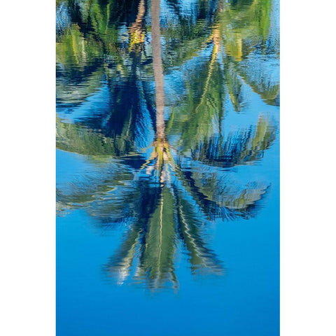 Reflection of palm trees on water Black Modern Wood Framed Art Print by Engelbrecht, Jim