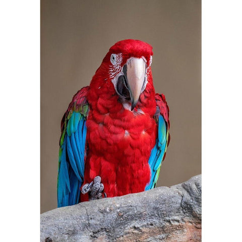 Scarlet Macaw Gold Ornate Wood Framed Art Print with Double Matting by Engelbrecht, Jim