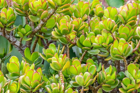 Stonecrop White Modern Wood Framed Art Print with Double Matting by Engelbrecht, Jim