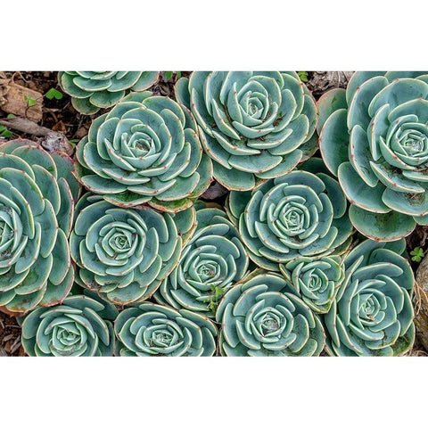 Stonecrop plant-Echeveria White Modern Wood Framed Art Print by Engelbrecht, Jim