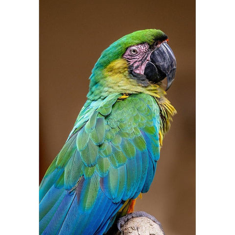 The Dominican green-and-yellow macaw White Modern Wood Framed Art Print by Engelbrecht, Jim