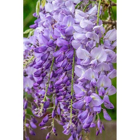 Wisteria Black Modern Wood Framed Art Print by Engelbrecht, Jim