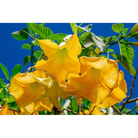 Yellow Angels Trumpet Gold Ornate Wood Framed Art Print with Double Matting by Engelbrecht, Jim