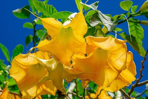 Yellow Angels Trumpet Black Ornate Wood Framed Art Print with Double Matting by Engelbrecht, Jim