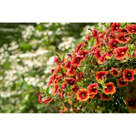 Hanging planters of Calibrachoa-or Million Bells or Trailing Petunia-They are herbaceous plants wit Black Modern Wood Framed Art Print by Horton, Janet