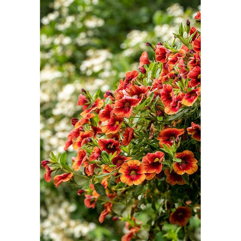 Hanging planters of Calibrachoa-or Million Bells or Trailing Petunia-They are herbaceous plants wit Black Modern Wood Framed Art Print by Horton, Janet