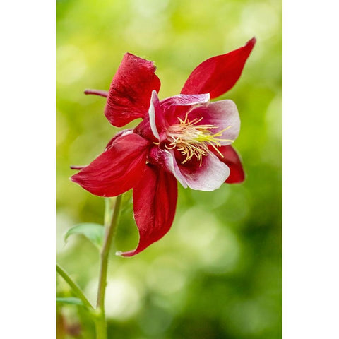 Rocky Mountain Columbine in bloom Gold Ornate Wood Framed Art Print with Double Matting by Horton, Janet