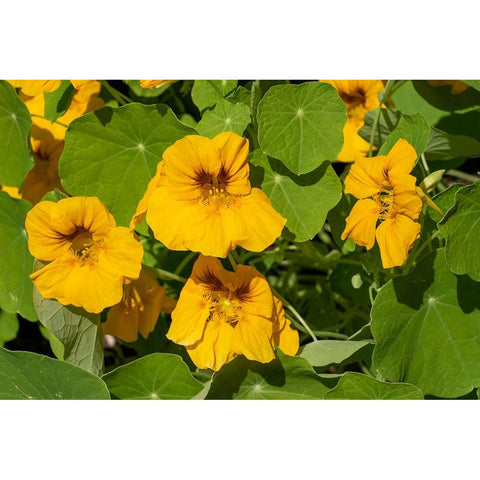 Nasturtiums growing in and around a plant cage Black Modern Wood Framed Art Print by Horton, Janet