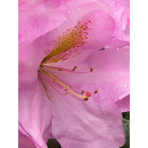 Rhododendron flower Black Modern Wood Framed Art Print with Double Matting by Wild, Jamie and Judy