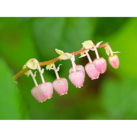 Salal flowers Black Modern Wood Framed Art Print by Wild, Jamie and Judy