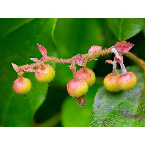 Salal berries Black Modern Wood Framed Art Print by Wild, Jamie and Judy