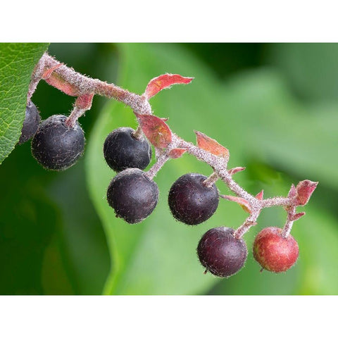 Salal berries Black Modern Wood Framed Art Print by Wild, Jamie and Judy