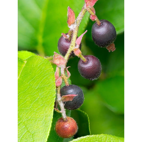 Salal berries Gold Ornate Wood Framed Art Print with Double Matting by Wild, Jamie and Judy