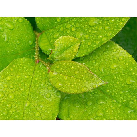 Water drops on Salal leaves Black Modern Wood Framed Art Print by Wild, Jamie and Judy