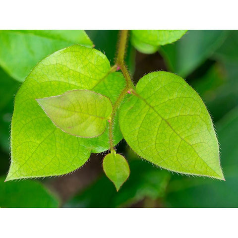 Salal leaves Gold Ornate Wood Framed Art Print with Double Matting by Wild, Jamie and Judy