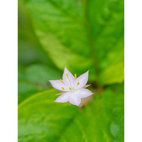 Star flower Gold Ornate Wood Framed Art Print with Double Matting by Wild, Jamie and Judy