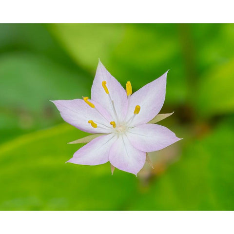 Star flower Black Modern Wood Framed Art Print by Wild, Jamie and Judy