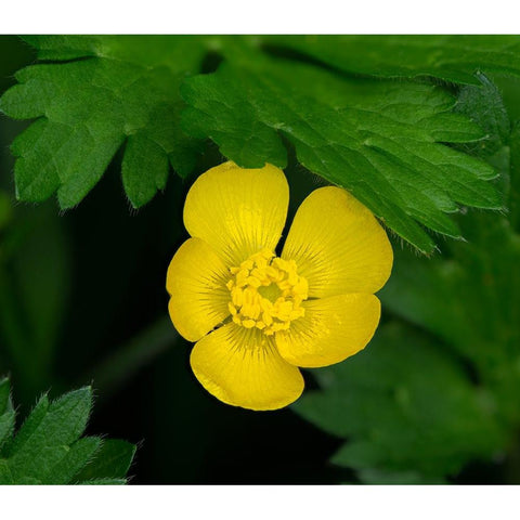 Creeping Buttercup White Modern Wood Framed Art Print by Wild, Jamie and Judy