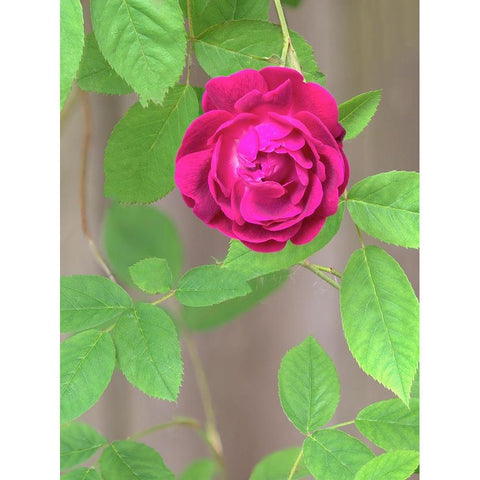 Rose Black Modern Wood Framed Art Print with Double Matting by Wild, Jamie and Judy