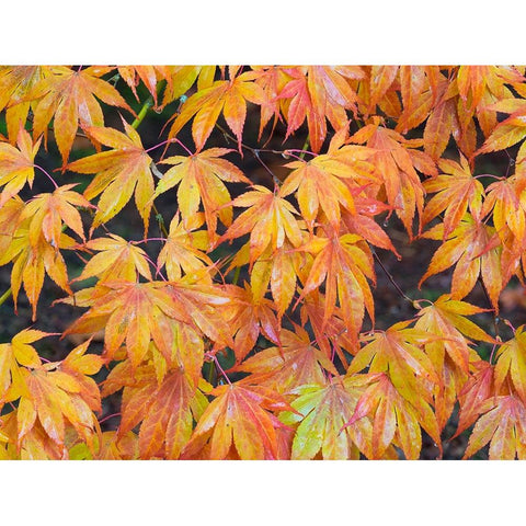 Maple leaves Gold Ornate Wood Framed Art Print with Double Matting by Wild, Jamie and Judy