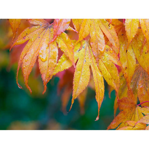 Maple leaves Black Modern Wood Framed Art Print with Double Matting by Wild, Jamie and Judy