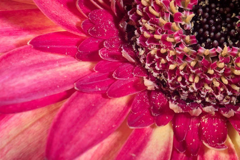 Close-up image of a red Gerber Daisy Black Ornate Wood Framed Art Print with Double Matting by Sullivan, Karen Ann