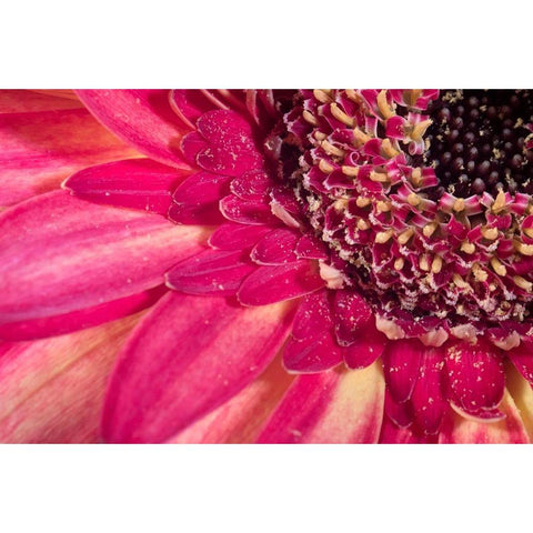 Close-up image of a red Gerber Daisy Black Modern Wood Framed Art Print with Double Matting by Sullivan, Karen Ann
