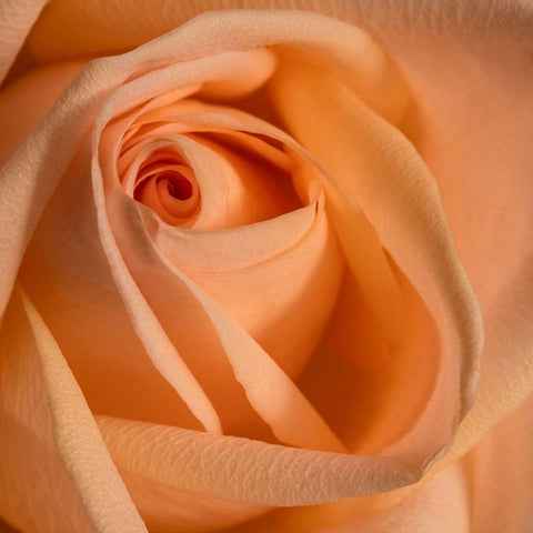 Close-up image of a rose White Modern Wood Framed Art Print with Double Matting by Sullivan, Karen Ann