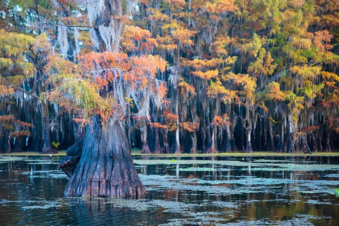 Bald cypress in autumn color Black Ornate Wood Framed Art Print with Double Matting by Ditto, Larry