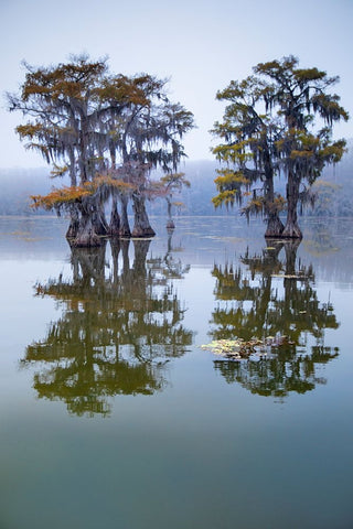 Bald cypress turning to fall color as leaves die- Caddo Lake- Texas. Black Ornate Wood Framed Art Print with Double Matting by Ditto, Larry