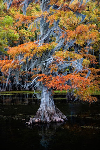 Bald cypress and Spanish moss in autumn color Black Modern Wood Framed Art Print by Ditto, Larry