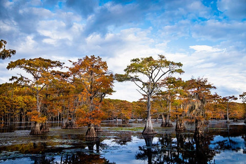 Bald cypress in autumn color at Caddo Lake- Texas. Black Ornate Wood Framed Art Print with Double Matting by Ditto, Larry