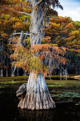 Bald cypress and Spanish moss- Caddo Lake- Texas White Modern Wood Framed Art Print with Double Matting by Ditto, Larry