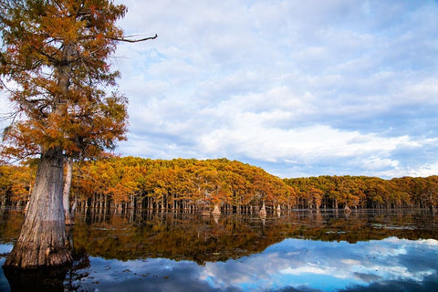 Bald cypress forest- Caddo Lake- Texas Black Ornate Wood Framed Art Print with Double Matting by Ditto, Larry