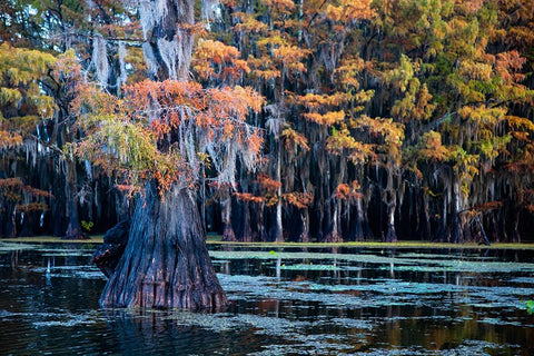 Bald cypress in fall color Black Ornate Wood Framed Art Print with Double Matting by Ditto, Larry