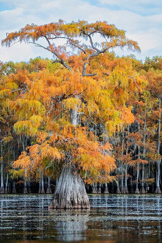 Bald cypress in autumn color Black Modern Wood Framed Art Print by Ditto, Larry