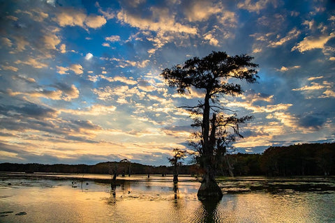 Bald cypress silhouetted at sunrise- Caddo Lake- Texas Black Ornate Wood Framed Art Print with Double Matting by Ditto, Larry