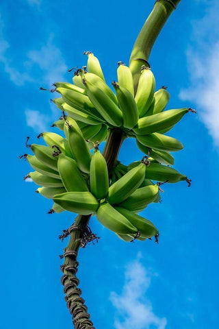 Bunch of bananas on tree White Modern Wood Framed Art Print with Double Matting by Engelbrecht, Lisa S.