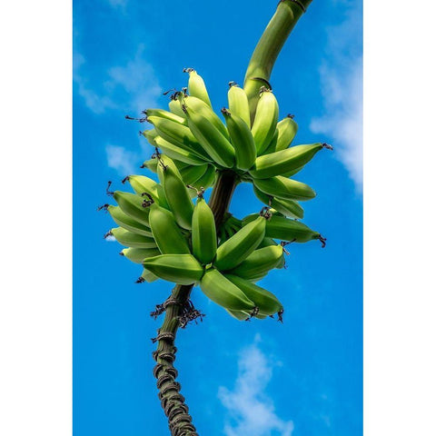 Bunch of bananas on tree Black Modern Wood Framed Art Print by Engelbrecht, Lisa S.
