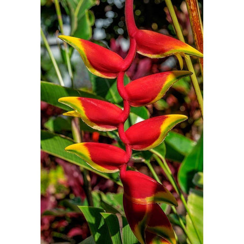 Heliconia Black Modern Wood Framed Art Print by Engelbrecht, Lisa S.