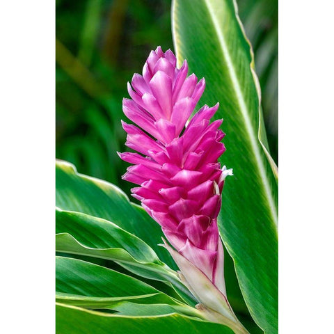 Pink Ginger plant Black Modern Wood Framed Art Print by Engelbrecht, Lisa S.