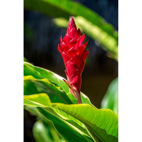 Red Ginger plant Black Modern Wood Framed Art Print by Engelbrecht, Lisa S.