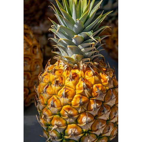 Sugarloaf pineapple White Modern Wood Framed Art Print by Engelbrecht, Lisa S.