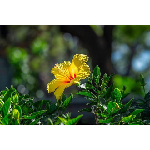 Yellow Hibiscus White Modern Wood Framed Art Print by Engelbrecht, Lisa S.