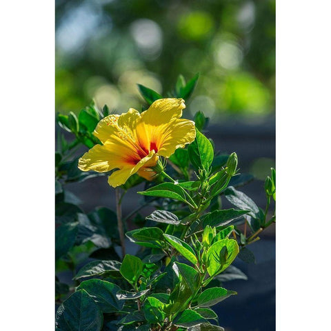 Yellow Hibiscus Gold Ornate Wood Framed Art Print with Double Matting by Engelbrecht, Lisa S.
