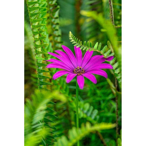 African daisy Black Modern Wood Framed Art Print by Engelbrecht, Lisa S.
