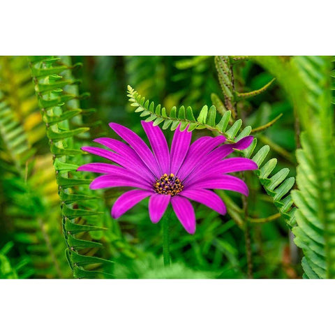 African daisy Black Modern Wood Framed Art Print with Double Matting by Engelbrecht, Lisa S.