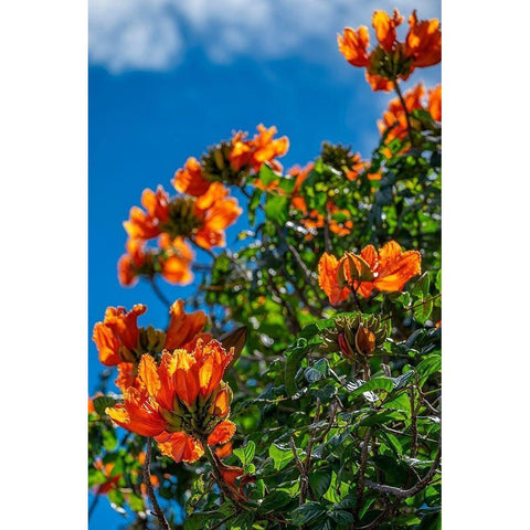African tulip tree Black Modern Wood Framed Art Print by Engelbrecht, Lisa S.