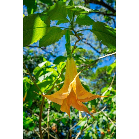 Angels Trumpet flower Black Modern Wood Framed Art Print by Engelbrecht, Lisa S.