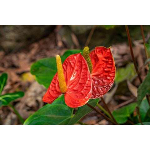 Anthurium Black Modern Wood Framed Art Print by Engelbrecht, Lisa S.